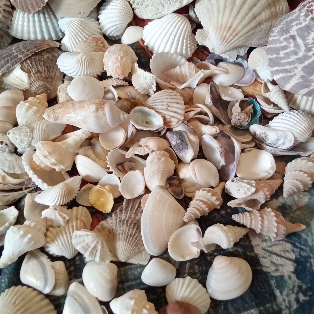 #009 Assorted Natural Sea Shells - Picture 3 of 4